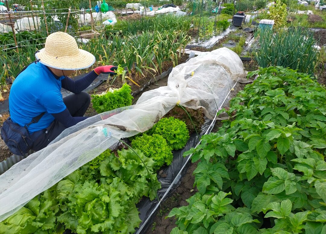 初心者でも家庭菜園を楽しめる！市民農園派だった私が気づいた、シェア畑の魅力とは！？