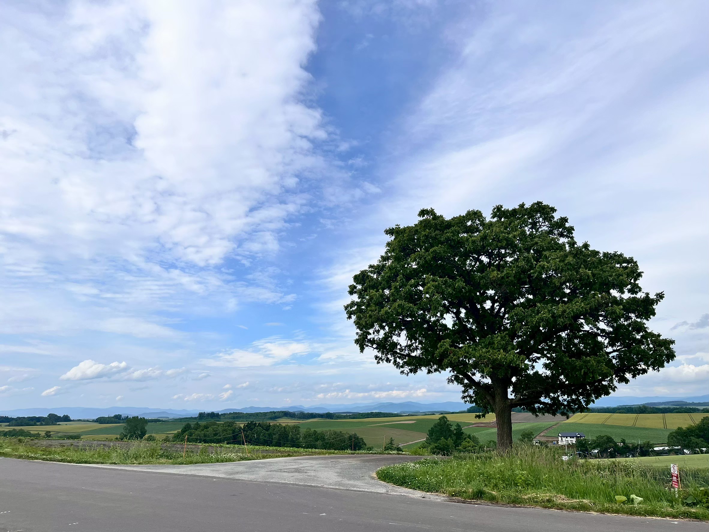 日常の中の絶景！美瑛のセブンスターの木