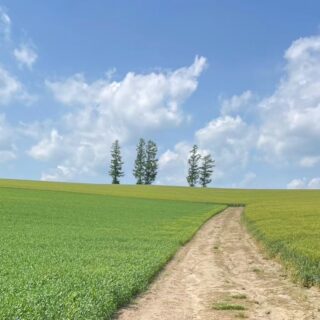 マイルドセブンの丘に寄り道！美瑛を代表する絶景スポット｜トマトの丘