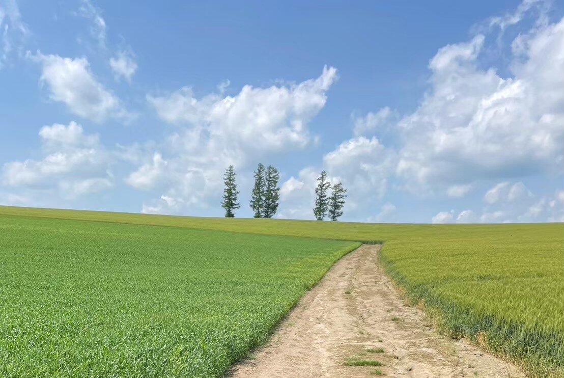 マイルドセブンの丘に寄り道！美瑛を代表する絶景スポット